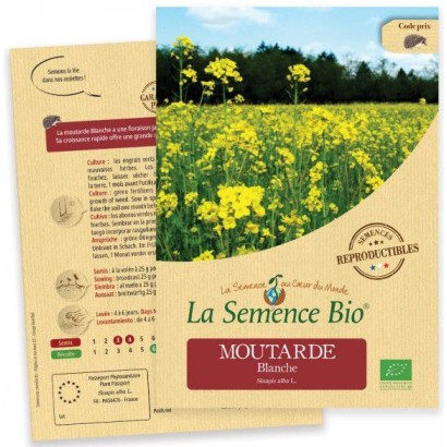 Graines Moutarde blanche BIO - La Semence Bio
