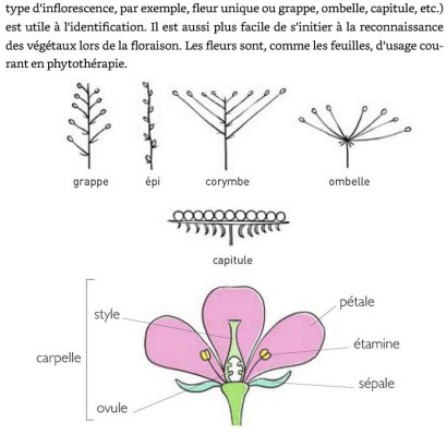 Le petit guide des plantes médicinales - Morgane Peyrot