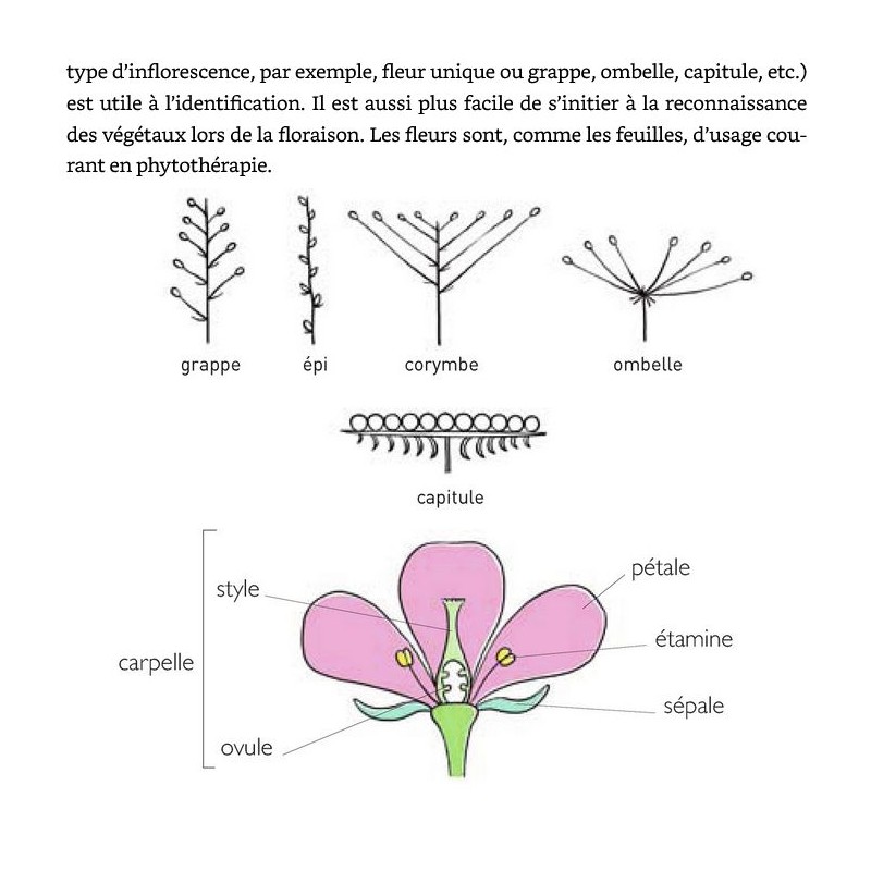 Le petit guide des plantes médicinales - Morgane Peyrot