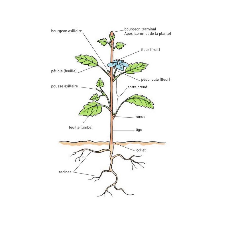 Le petit guide des plantes médicinales - Morgane Peyrot