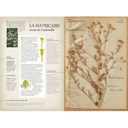 L'herbier oublié, secrets de plantes retrouvés - Bernard Bertrand
