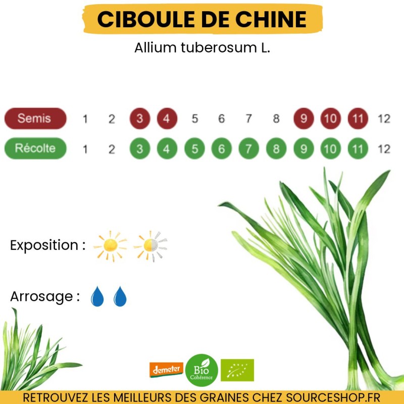 Graines Ciboule de Chine BIO - La Semence Bio