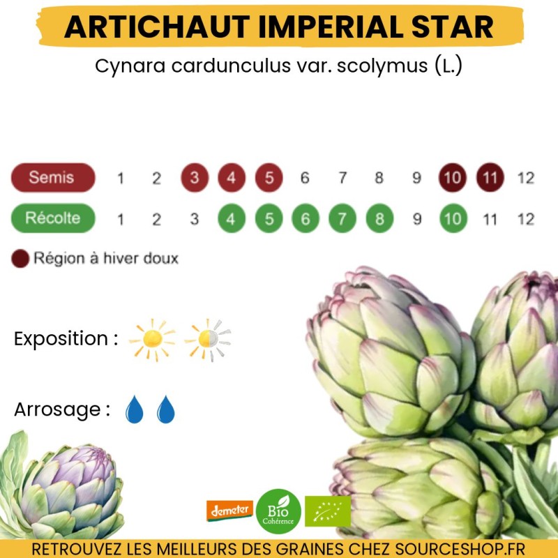 Graines Artichaut Impérial Star BIO - La Semence Bio