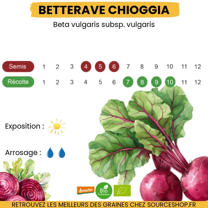 Graines Betterave Chioggia BIO - La Semence Bio