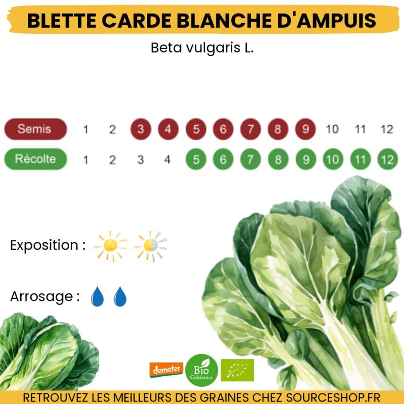 Graines Blette carde blanche BIO - La Semence Bio