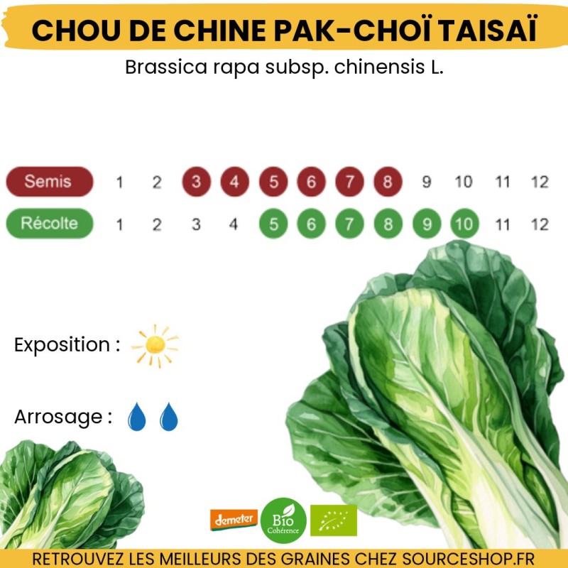 Graines Chou de Chine Pak-choï BIO - La Semence Bio