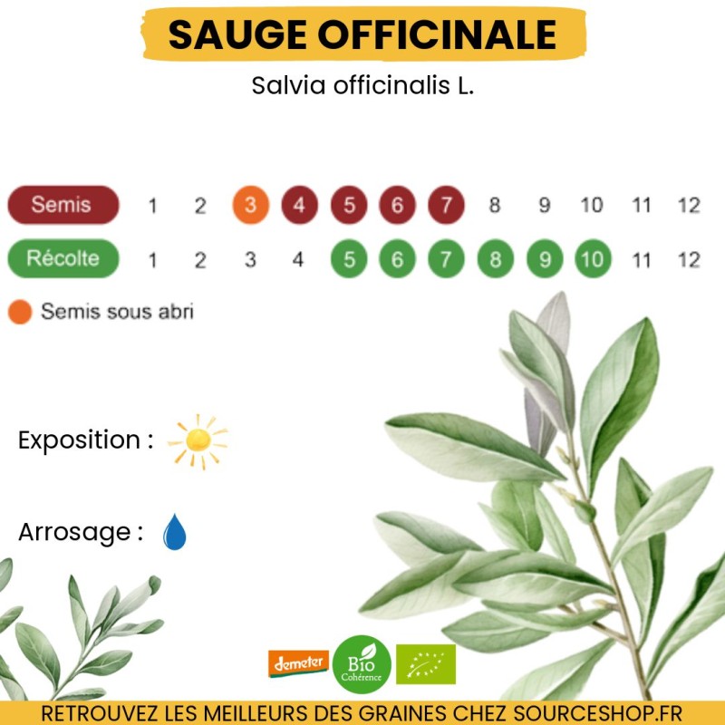 Graines Sauge officinale BIO - La Semence Bio