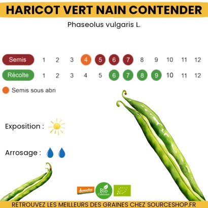 Graines Haricot Vert nain Contender BIO - La Semence Bio