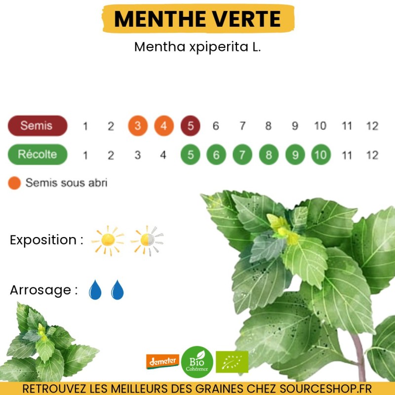 Graines Menthe Verte BIO - La Semence Bio