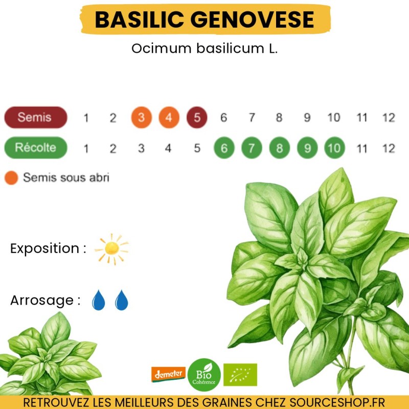 Graines Basilic Genovese BIO - La Semence Bio