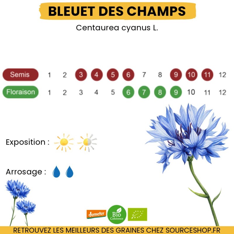 Graines Bleuet des Champs BIO - La Semence Bio