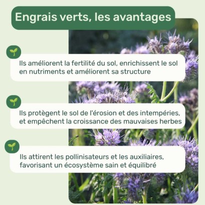 Les avantages des engrais verts - La Semence Bio