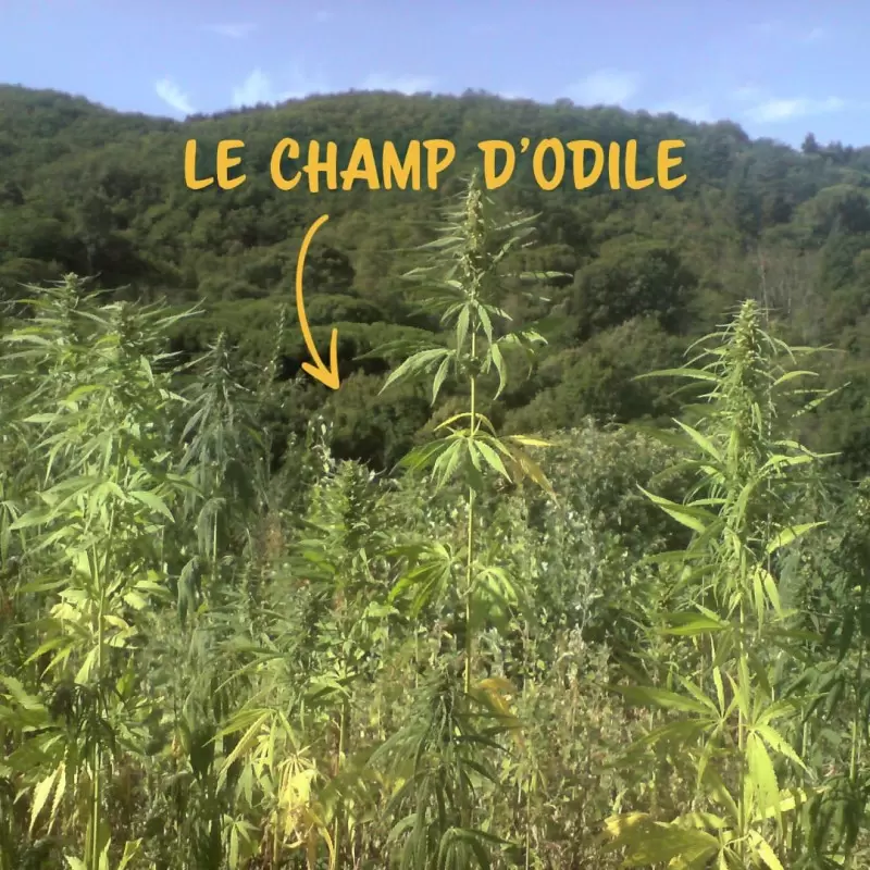 Huile de Chanvre BIO à la lavande artisanale - 60ml - Canna d'Oc