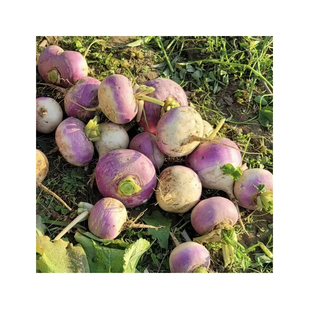 Graines Navet Blanc Globe à Collet Violet BIO - La Semence Bio