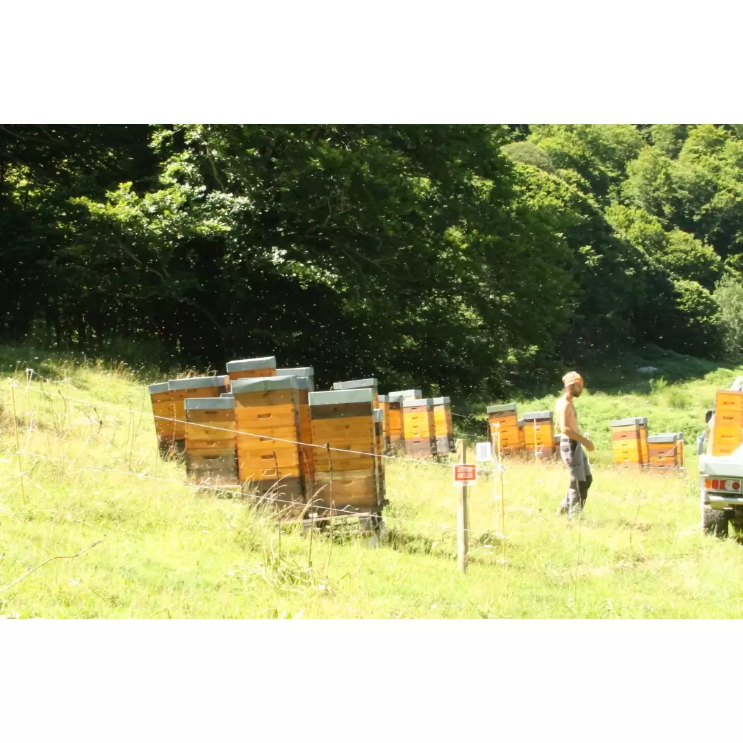 Miel en rayon de Montagne BIO des Pyrénées - Ferme de Charmagat