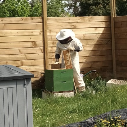 Récolte du miel bio qui compose les savons artisanaux Le Goût du Miel