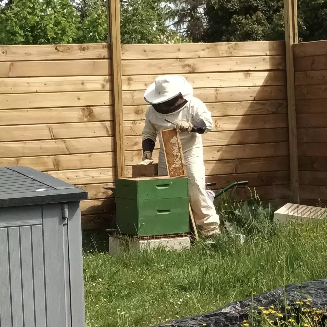 Savon BIO au karité & lait de coco - sans HE - Le Goût du Miel