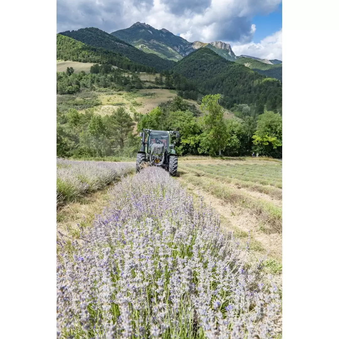 Huile Essentielle de Lavande Fine de Population de la Drôme 10ml | Distillerie des 4 Vallées