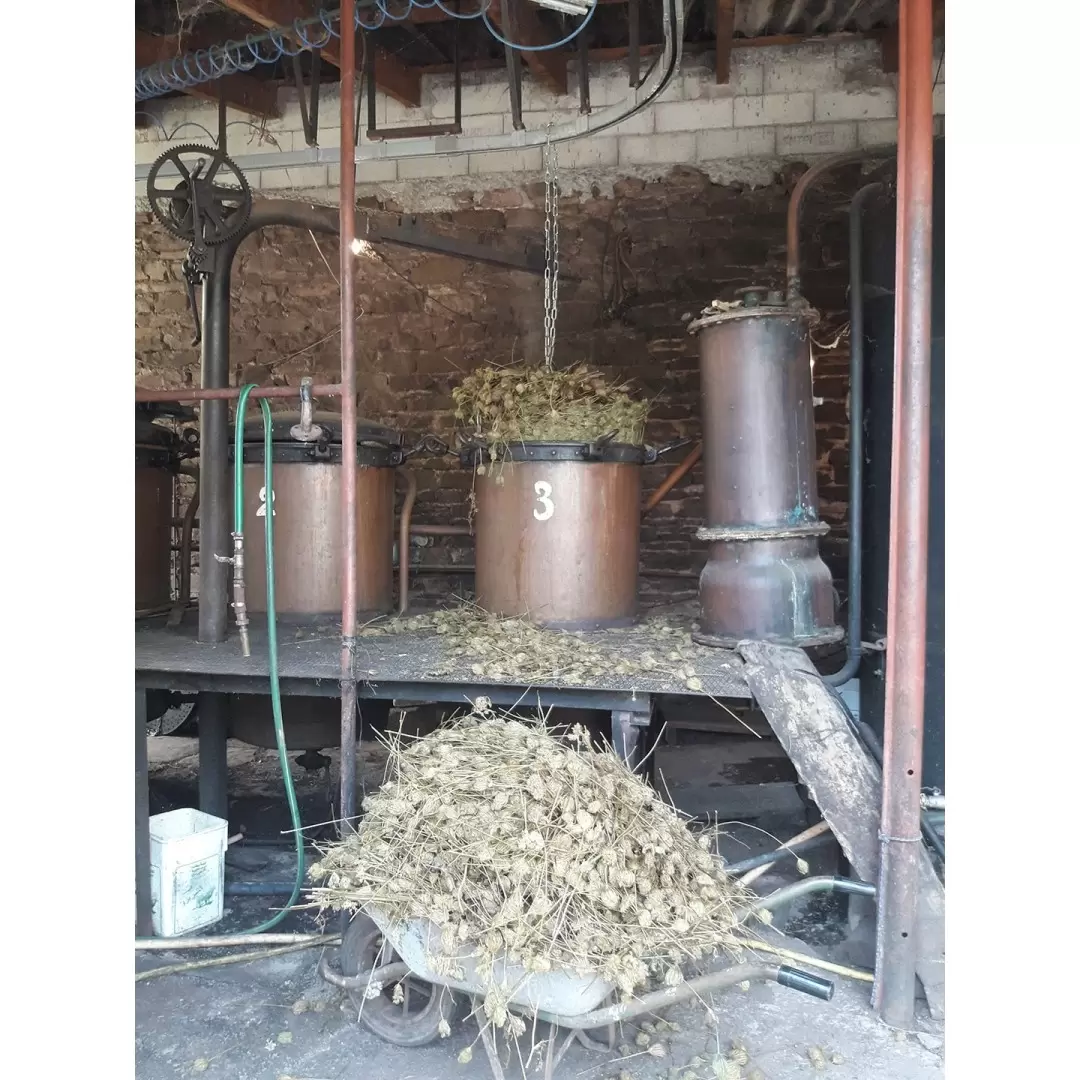 Hydrolat de Carotte Sauvage Bio de l'Aveyron - 250 ml - Qualité alimentaire - Élo'Distille