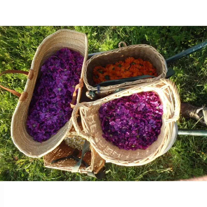 Tisane Articulations Bio du Jura – Plantes Sauvages