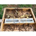 Miel de fleurs d'été du Haut-Bugey - 500g - Le Rucher des Fées Léma