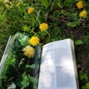 Plantes sauvages comestibles - Editions Ulmer