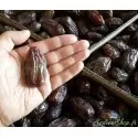 Dattes Medjool de Palestine première qualité - vrac ou 5kg