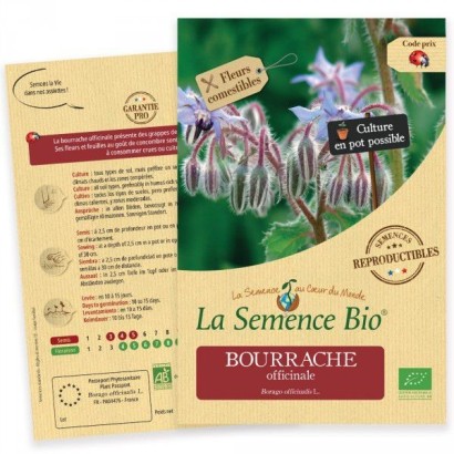 Graines Bourrache Officinale BIO - La Semence Bio
