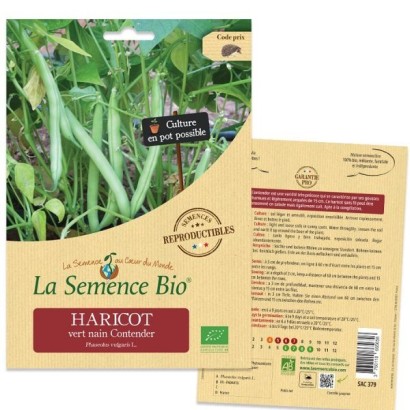 Graines Haricot Vert nain Contender BIO - La Semence Bio
