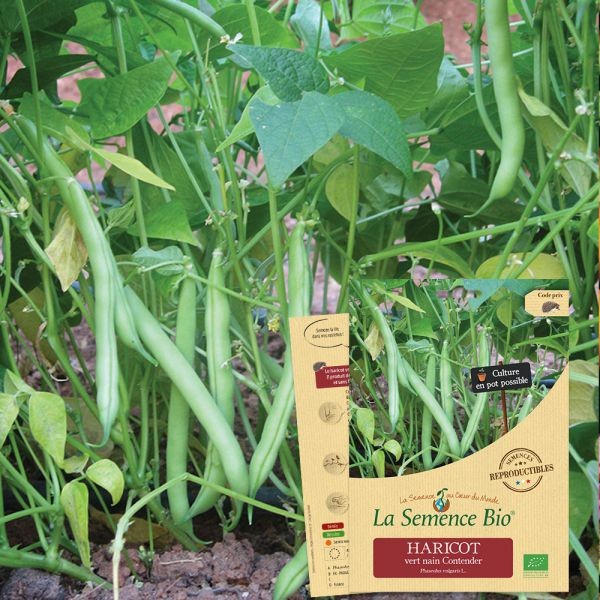 Graines à Germer Céleri Vert Bio* 100g