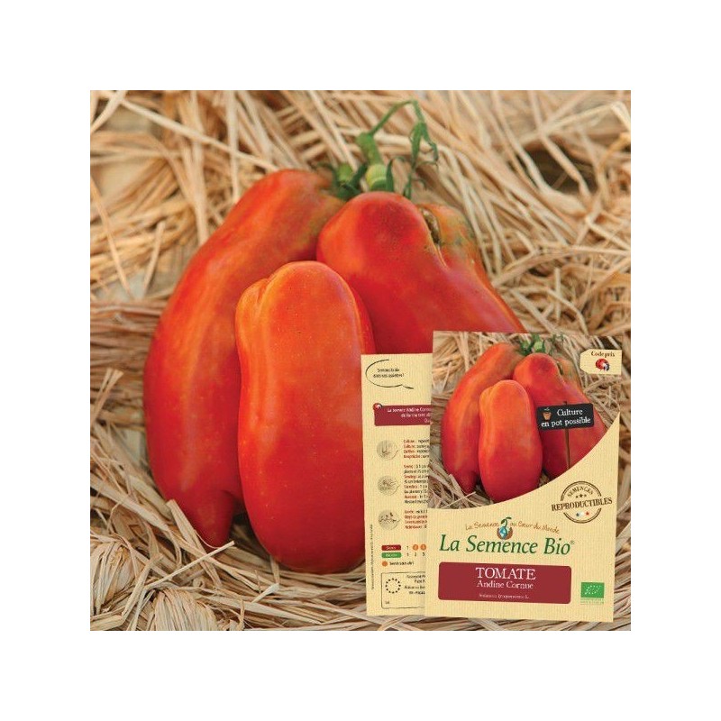 Graines Tomate Andine Cornue BIO - La Semence Bio