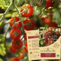 Graines Tomate Cerise BIO - La Semence Bio