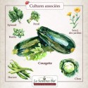 Graines Courgette verte des maraîchers BIO - La Semence Bio
