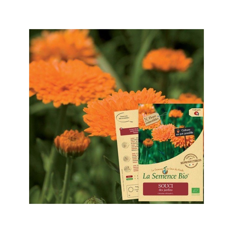 Graines Souci officinale BIO - Calendula - La Semence Bio