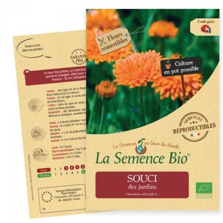 Graines Souci officinale BIO - Calendula - La Semence Bio