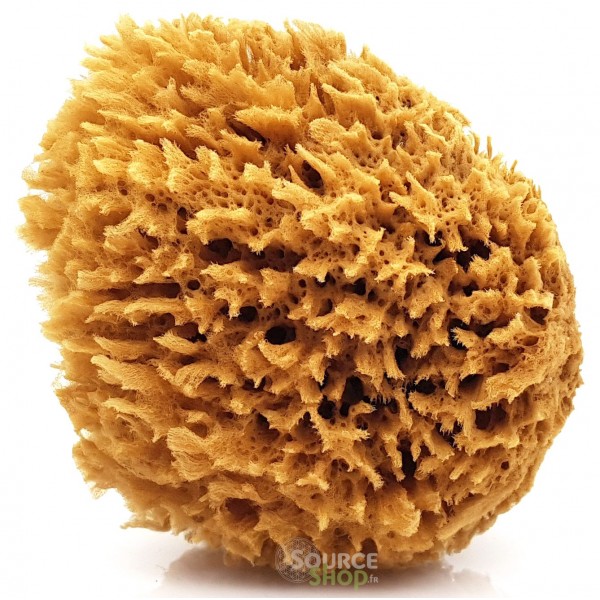 Éponge naturelle de la mer Méditerranée 10cm non blanchie