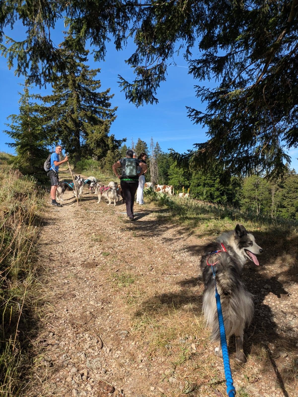 Cani-Rando © La Vallée des Laikas