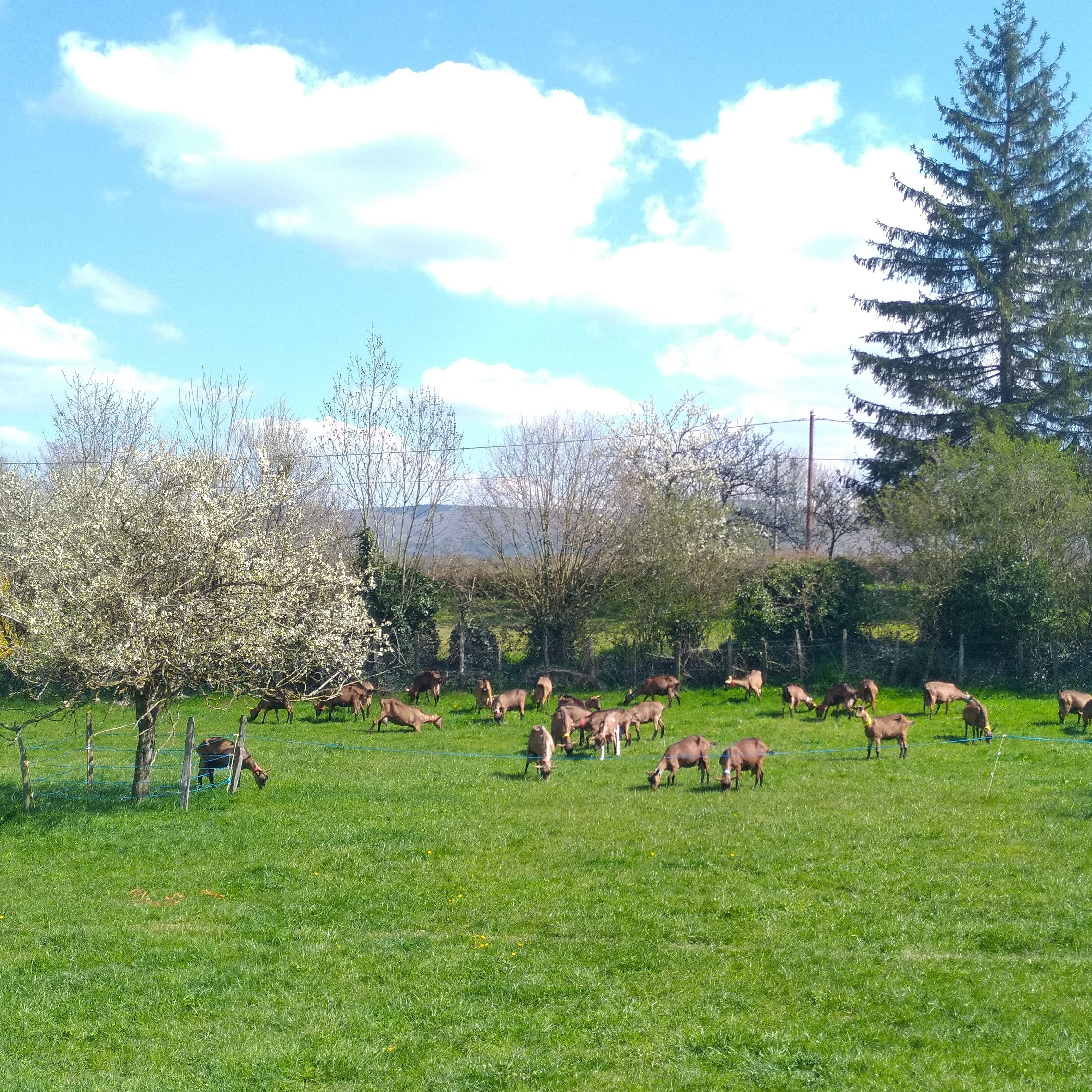 les chèvres qui fournissent le lait pour les savons de Savonnerie Artisanale du Jura