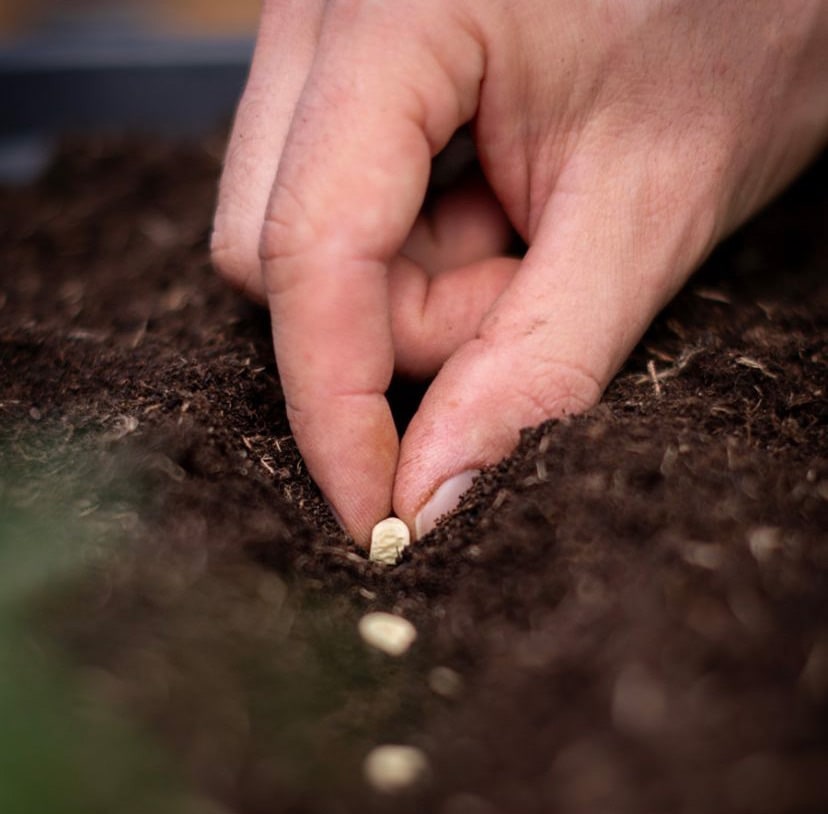 Semences bio reproductibles et accessoires naturels et durables pour le jardin