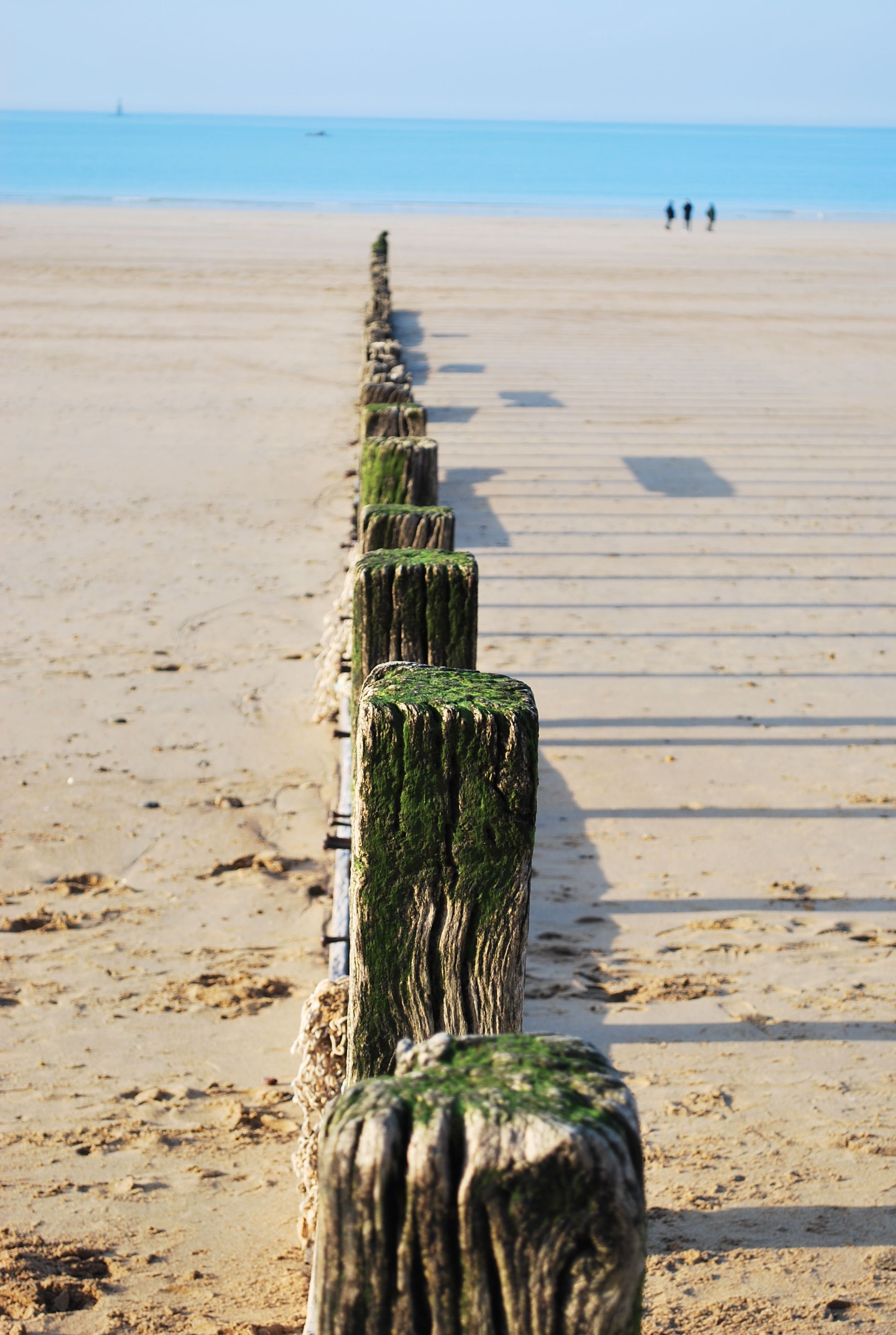 Kit de plage enfant Tortue en algues de Bretagne - Coq en Pâte