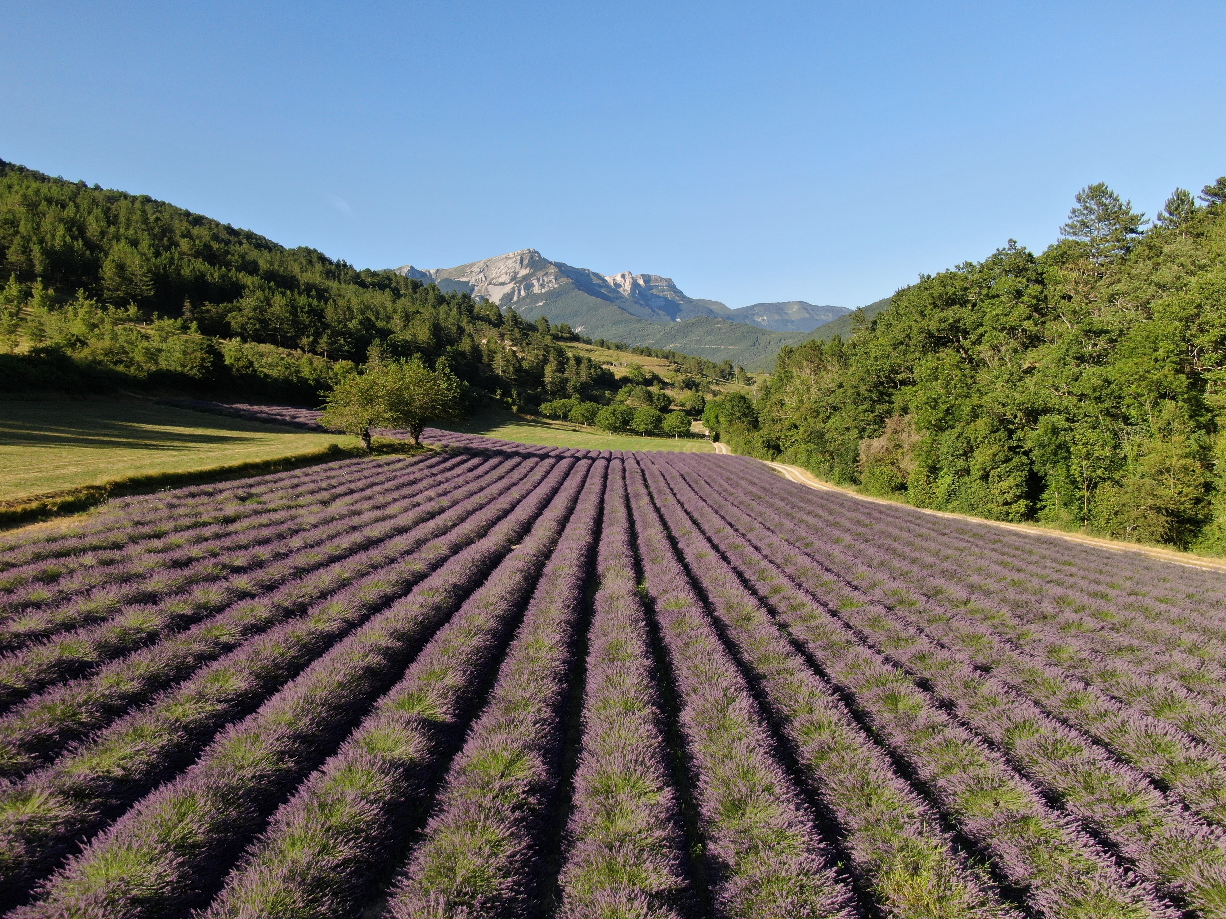 Champs de lavande dans la Drôme de la Distillerie des 4 Vallées