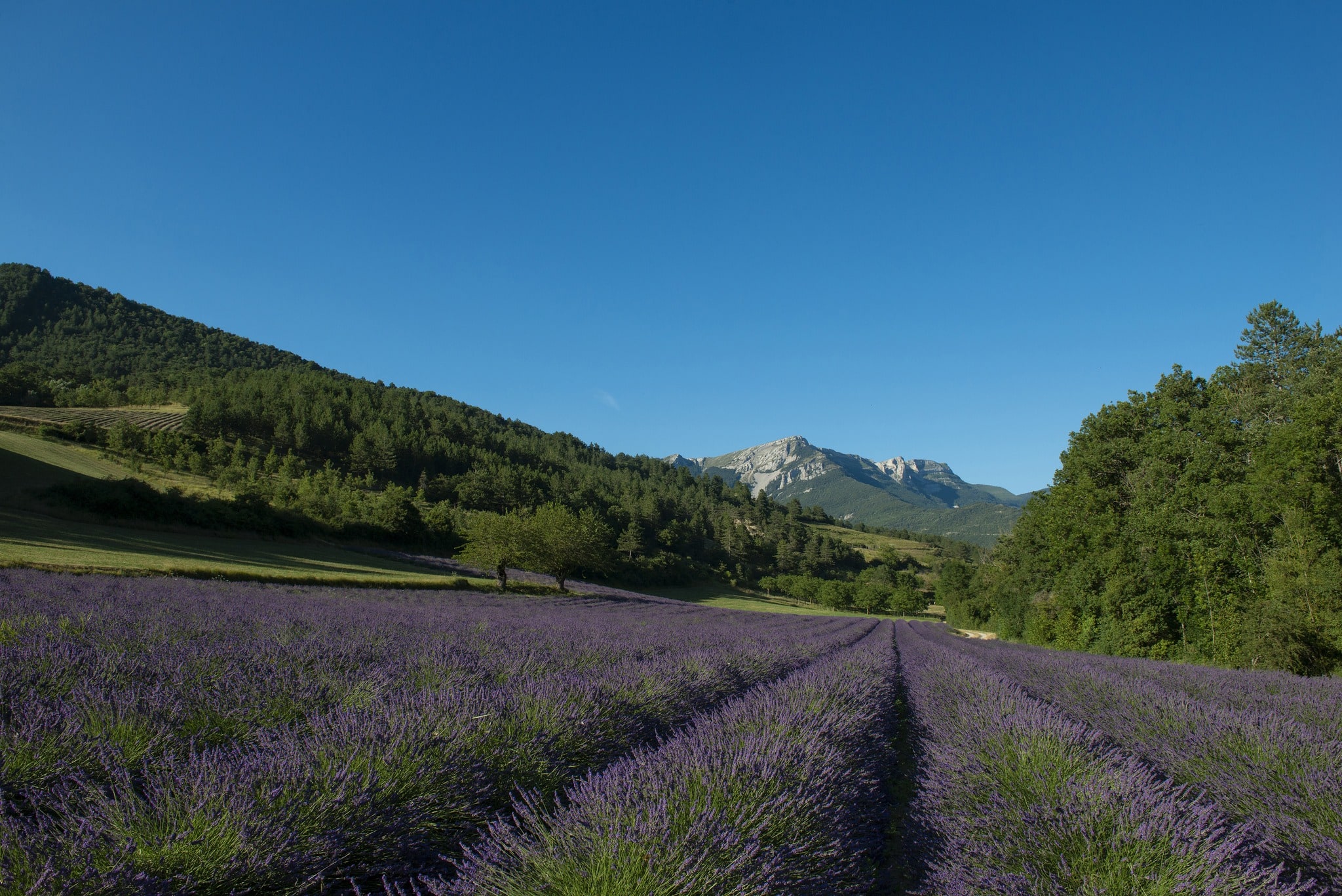 Champs de lavande dans la Drôme de la Distillerie des 4 Vallées