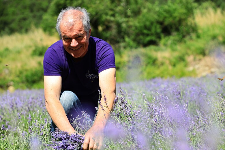 Récolte manuelle de la lavande fine de population par Alain de Distillerie des 4 Vallées dans la Drôme