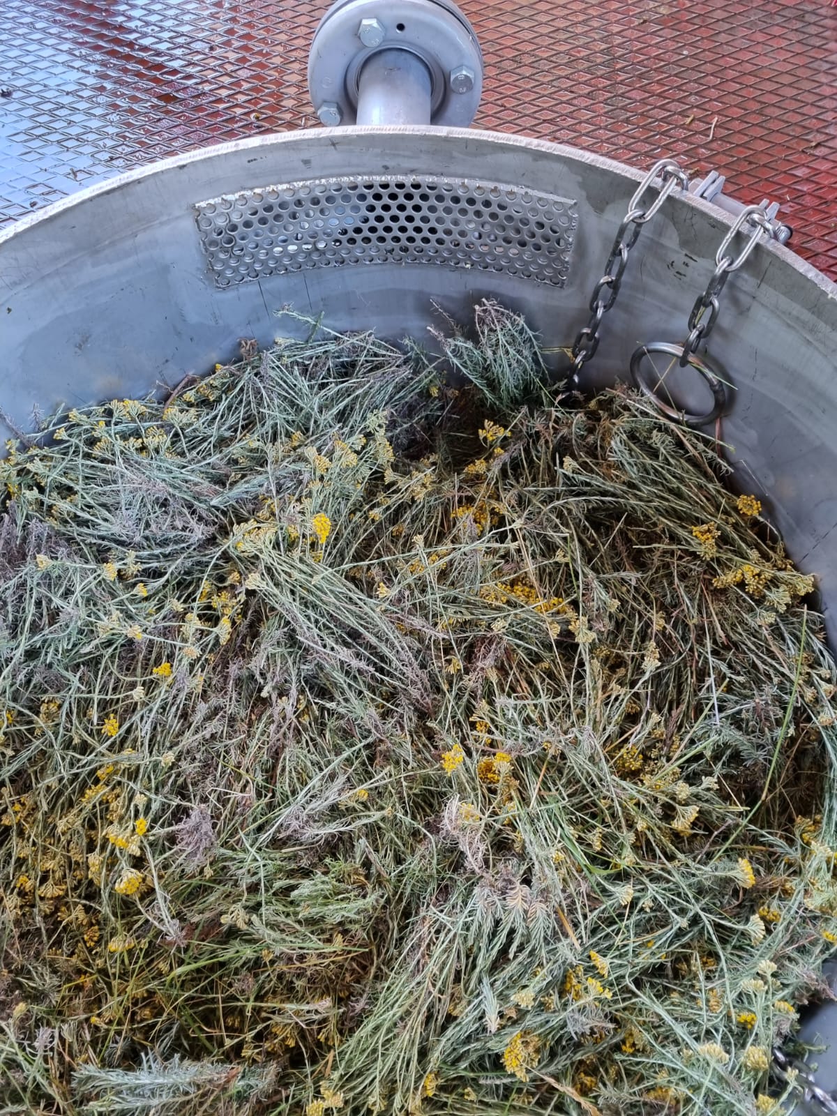 Fleurs d'Immortelle Bio de la Drôme – Distillerie des 4 Vallées