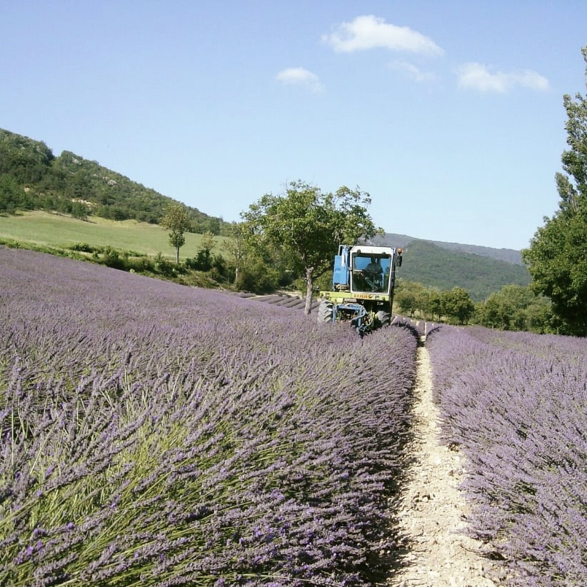 Récolte de lavande bio dans la Drôme par Distillerie des 4 Vallées