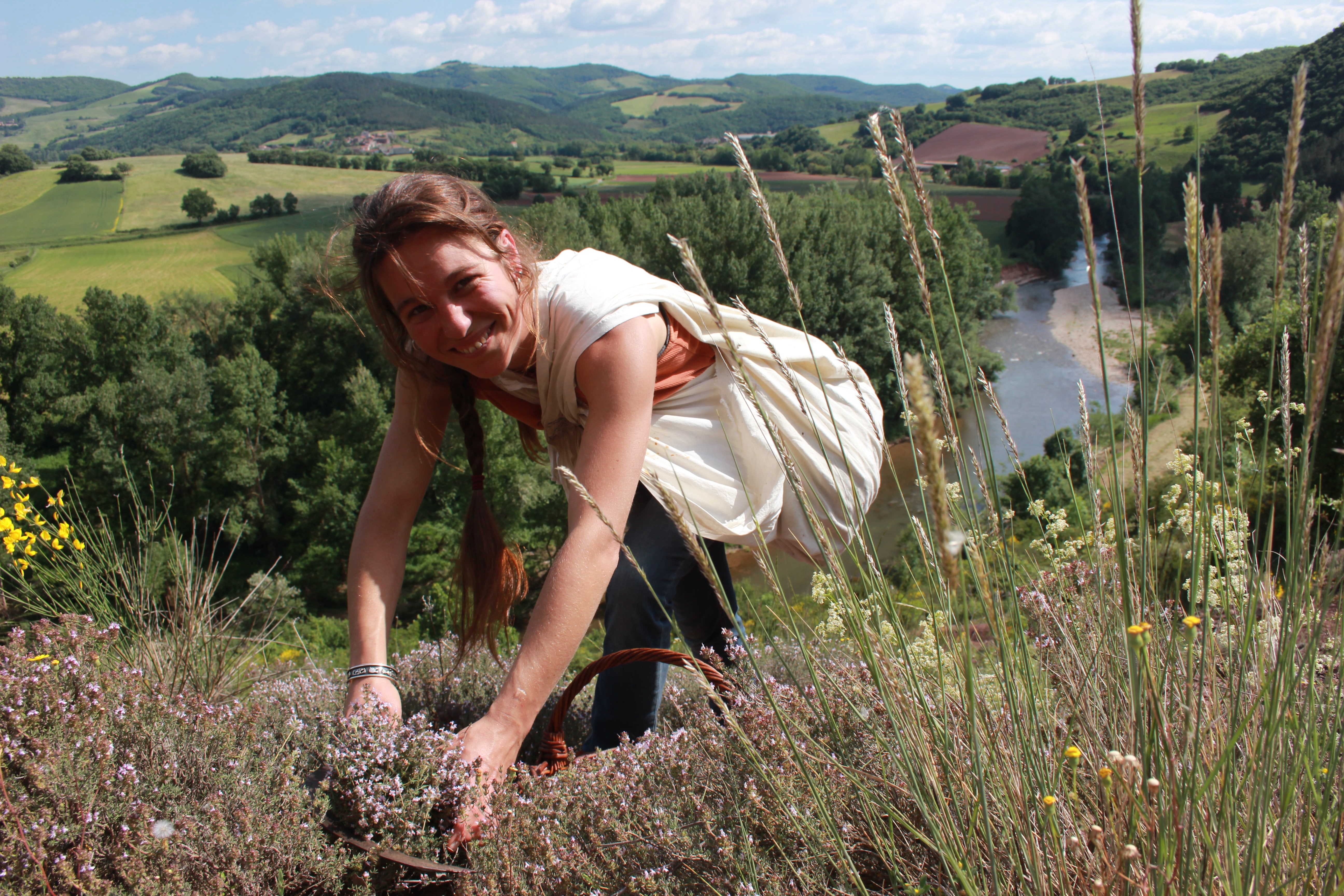 Récolte manuelle des plantes à la faucille par Élo'Distille