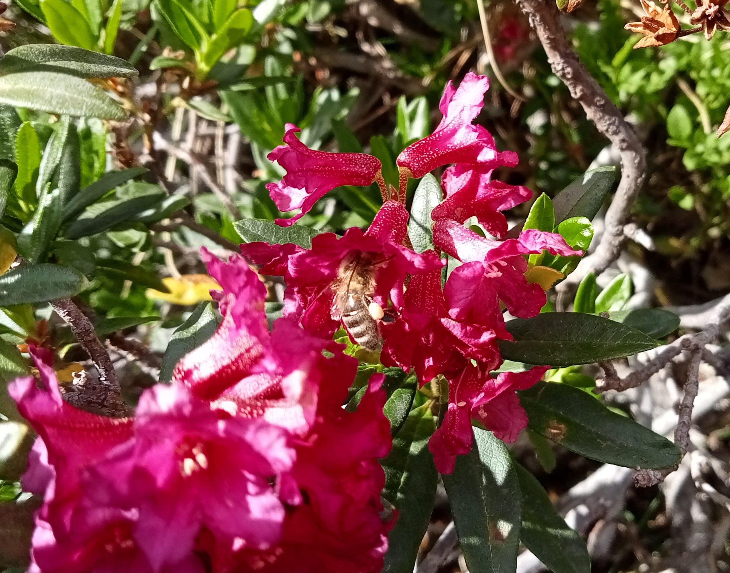 Abeille qui butine la fleur de rhododendron pour le miel de rhododendron bio de Nicolas