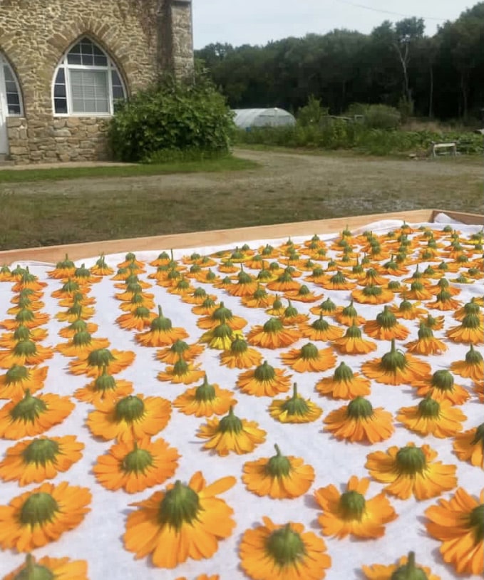 Séchage des plantes bio Florisain au Monastère de Bois Salair