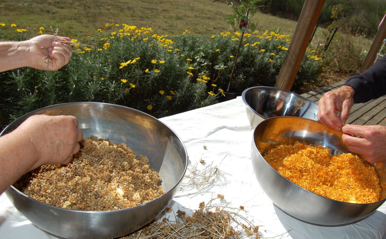Récolte des fleurs pour la fabrication des savons artisanaux Louise Émoi