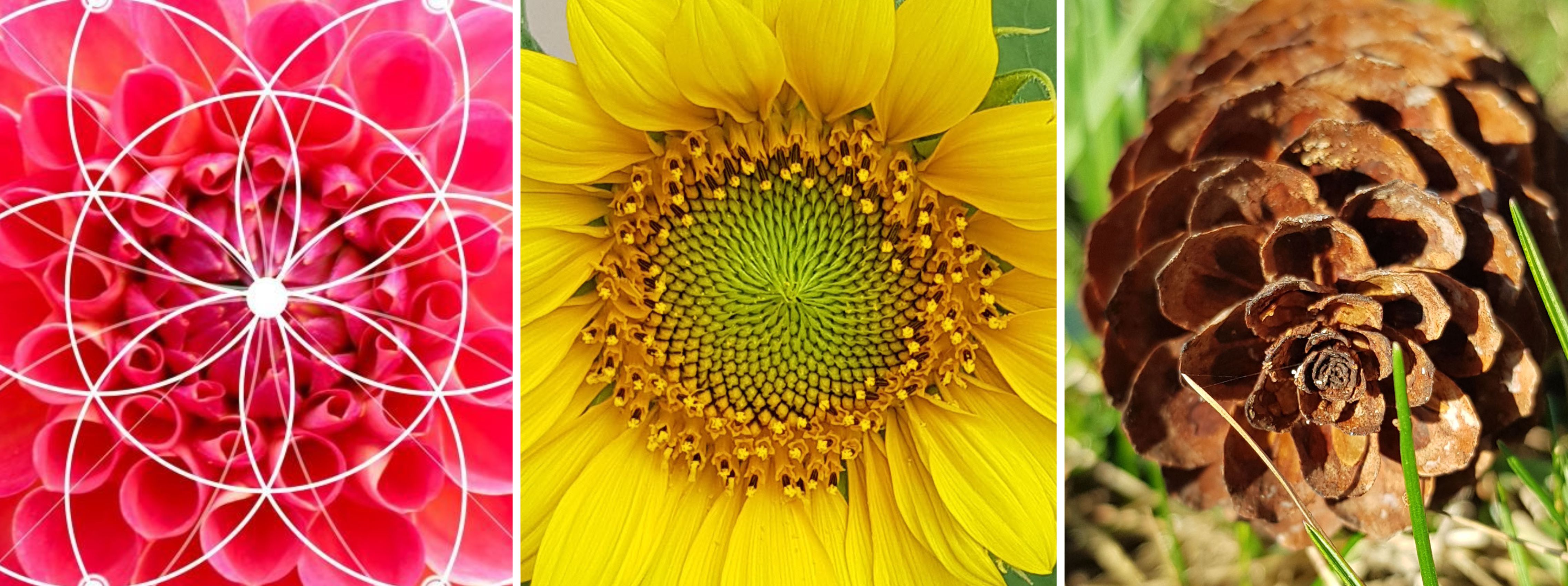 Attrape-soleil Fleur de Vie avec 7 cristaux colorés